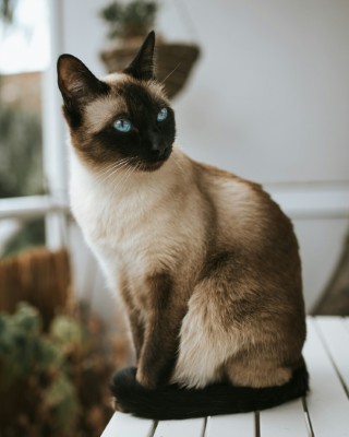 Cat by Alex Meier on Unsplash