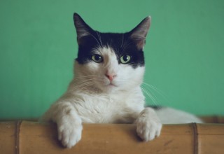 Cat by Manja Vitolic on Unsplash