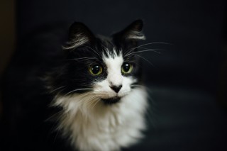 Cat by Paul Hanaoka on Unsplash