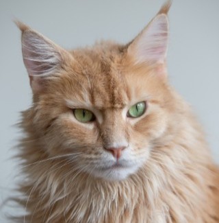 Cat by Zoe Gayah Jonker on Unsplash