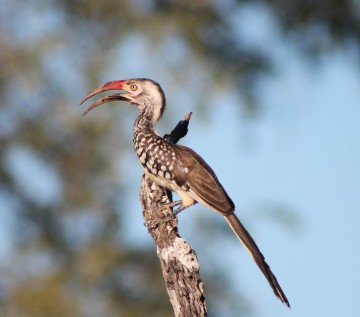 A hornbill, a bird with a large red beak and a long black tail, sits on a dead tree branch.